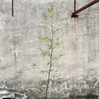 仿真竹子 仿真竹子